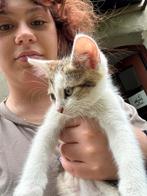 Garde de chats, Garde privée