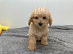 Chiots Maltipoo, Hépatite contagieuse (maladie de Rubarth), Plusieurs, Belgique, Plusieurs animaux