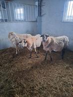 Zelfruiende ooien, Femelle, Mouton, 3 à 5 ans