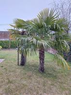4 Palmbomen, Tuin en Terras, Ophalen, Volle zon, Palmboom, 250 tot 400 cm