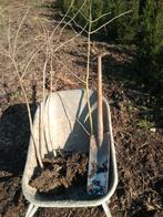 Clerodendrum, Tuin en Terras, Planten | Bomen, Overige soorten, 100 tot 250 cm, Zomer, Ophalen