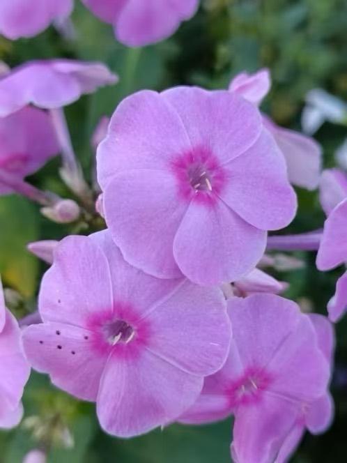 Phlox, potjes vanaf 1 euro, Jardin & Terrasse, Plantes | Jardin, Autres espèces, Été, Enlèvement, Plante fixe