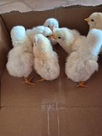 Kuikens witte leghorn, Dieren en Toebehoren