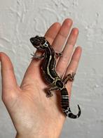 Mack snow black night luipaardgekko vrouw, Hagedis, Tam, 0 tot 2 jaar