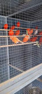 kanaries rood, Animaux & Accessoires, Oiseaux | Canaris, Plusieurs animaux, Canari de couleur