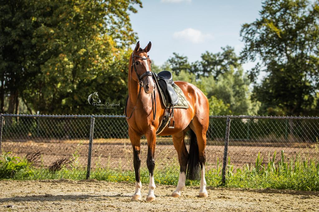 Prachtige grote dressuurmerrie / fokmerrie, Cheval de dressage, 175 cm ou plus, Z, 11 ans ou plus
