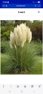 Siergras. Oud roze en ecru. 6 flinke kluiten., Jardin & Terrasse, Plantes | Jardin, Enlèvement