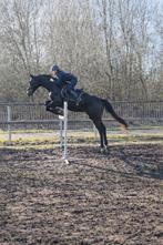 Ierse volbloed ruin, Animaux & Accessoires, Chevaux, Hongre, M