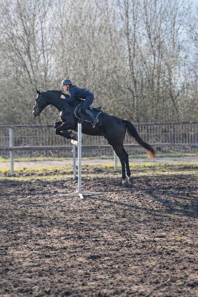 Ierse volbloed ruin, Animaux & Accessoires, Chevaux, Hongre, M