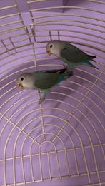 Couple de inseparable a echanger contre conure pyrrhura + €, Animaux & Accessoires