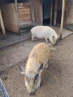 Mini varkens, Dieren en Toebehoren