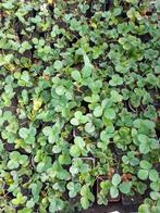 aardbeiplanten, Tuin en Terras, Planten | Tuinplanten, Ophalen, Volle zon, Vaste plant, Zomer