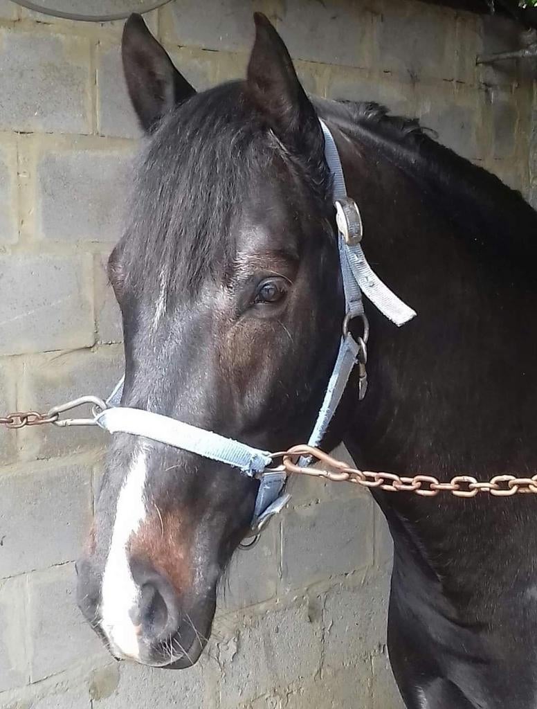 Springpaarden, Dieren en Toebehoren, Paarden, Hengst