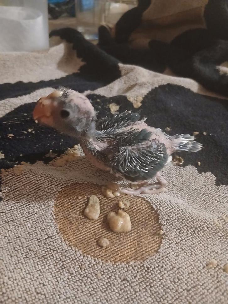 Kakarikis  voor handopfok, Animaux & Accessoires, Oiseaux | Perruches & Perroquets, Perruche, Sexe inconnu, Domestique, Bagué