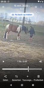 begeleide buitenwandeling met pony's, Dieren en Toebehoren, Ruin, Niet van toepassing, 7 tot 10 jaar, Recreatiepony
