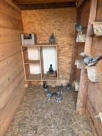 Takla duiven moeten dringend weg