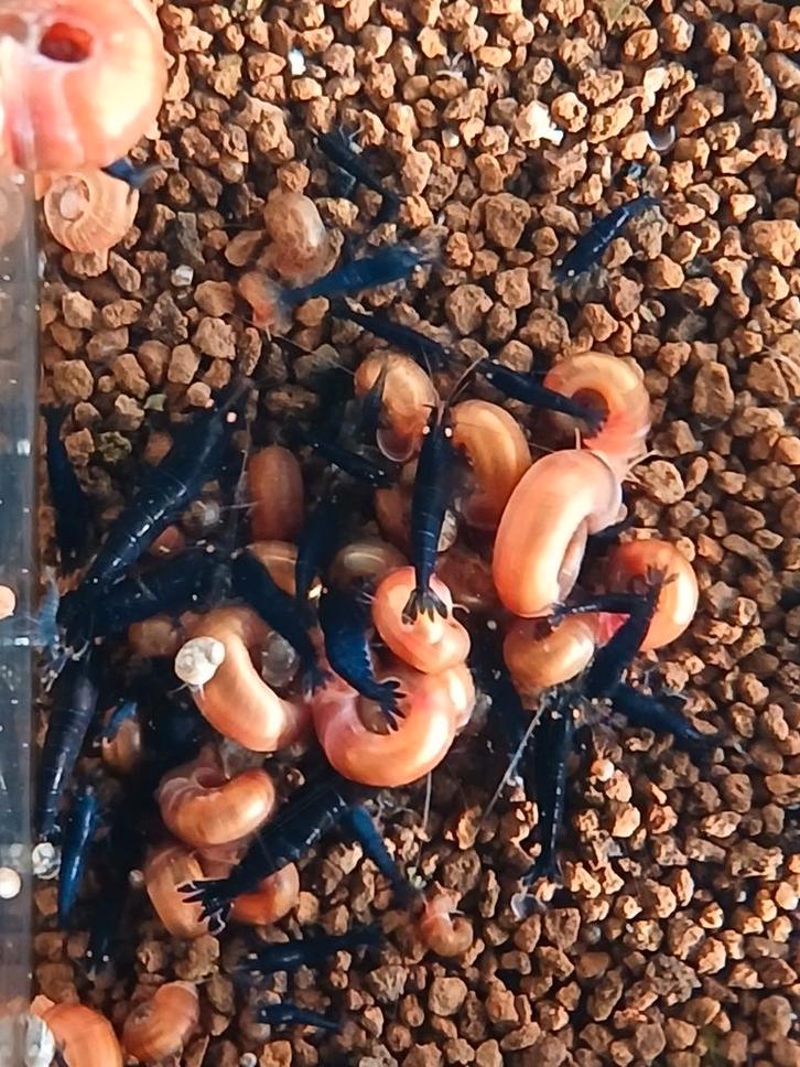 Orange eye royal blue tiger caridina garnalen, Animaux & Accessoires, Poissons | Poissons d'aquarium, Homard, Crabe ou Crevette