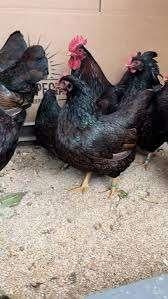 Broedeieren barnevelder bruin dubbel gezoomd, Dieren en Toebehoren, Geslacht onbekend, Kip