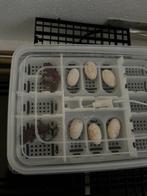 Bebe geckos a crete 15 jours, Enlèvement, Comme neuf