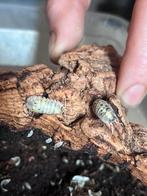 Isopods Vulgare Magic Potion