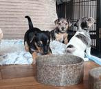 Des chiots Jack Russell super mignons, élevés à la maison !, 8 à 15 semaines, Plusieurs, Éleveur | Loisir, Jack Russel Terrier
