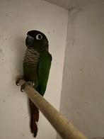 Pyrrhura, Domestique