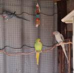 3 Halsband parkieten