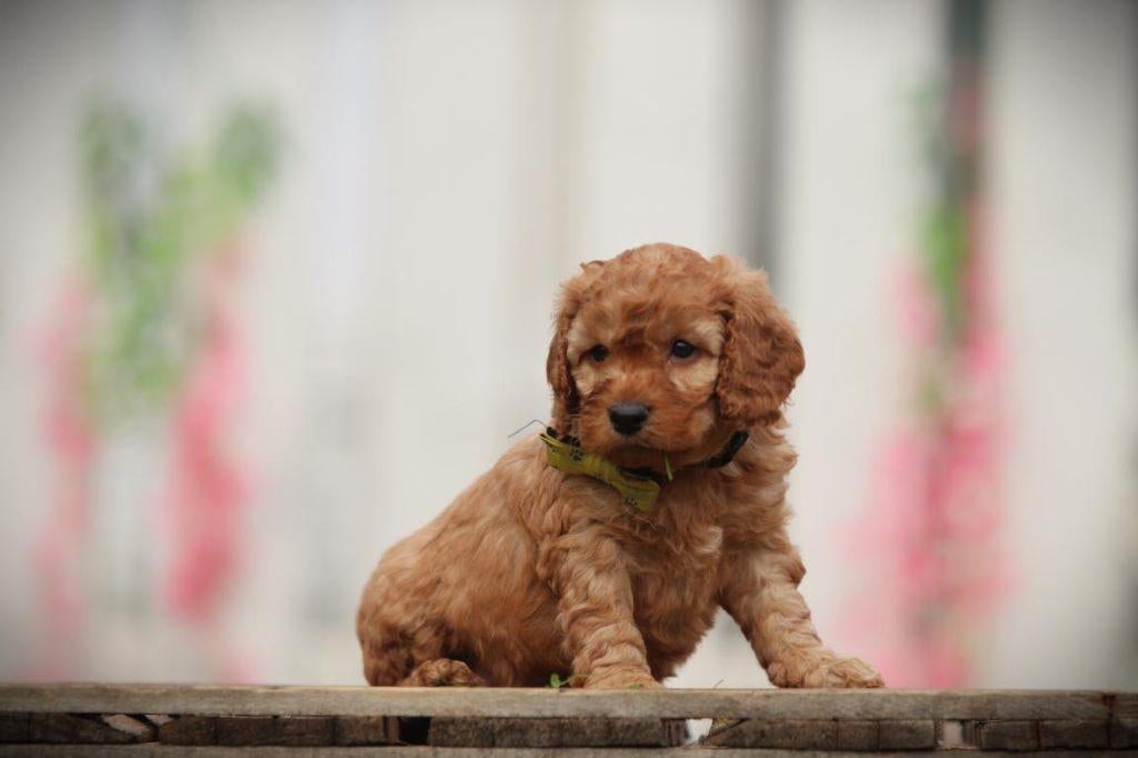 Cockapoo Pups – Super Aanhankelijk & Gezinsvriendelijk!, Parvo, België, Overige rassen, 8 tot 15 weken