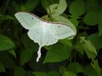 Actias Selene ( maanvlinder), Dieren en Toebehoren, Insecten en Spinnen, Vlinders of Rupsen