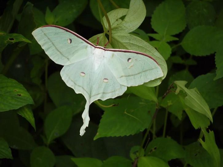Actias Selene ( maanvlinder), Dieren en Toebehoren, Insecten en Spinnen, Vlinders of Rupsen