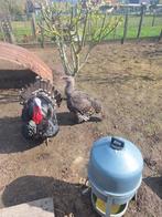 Dinde américaine en bronze, Animaux & Accessoires, Enlèvement