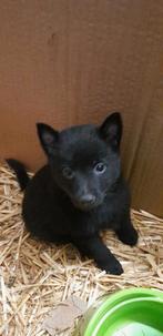 schipperke, België, Fokker | Hobbymatig, 8 tot 15 weken, Teef
