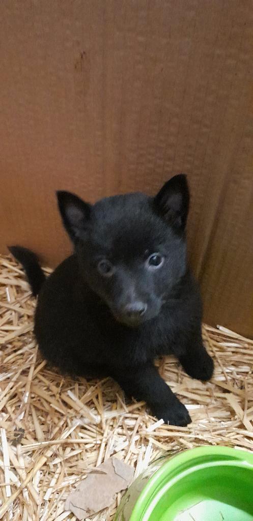 schipperke, Dieren en Toebehoren, Honden | Herdershonden en Veedrijvers, Teef, Fokker | Hobbymatig, Eén hond, België, 8 tot 15 weken