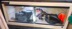 Faire offre ! Herptek 120x70x50 full équipé+ couple de BCI, Ophalen of Verzenden, Zo goed als nieuw, Terrarium of Paludarium