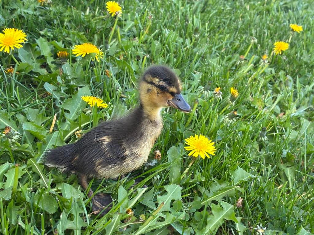 Kuikens hollandse kwaker, Geslacht onbekend, Eend