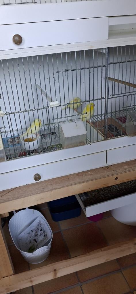 Zeer mooie gele kanarie,s, Ophalen