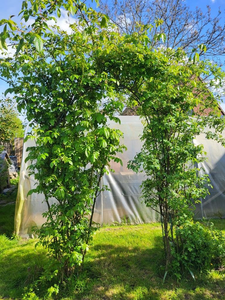 Klimroos op metalen rozenboog, Ophalen