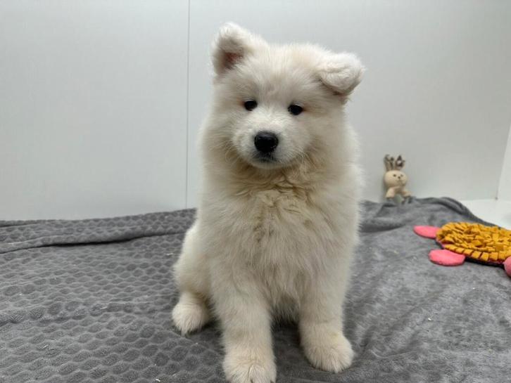 Samojeed pup, Dieren en Toebehoren, Honden | Poolhonden, Keeshonden en Oertypen, Teef, Overige rassen, Fokker | Professioneel