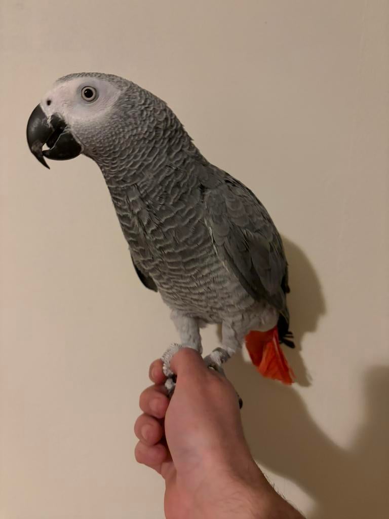 Supertamme grijze roodstaart, Dieren en Toebehoren, Vogels | Parkieten en Papegaaien, Papegaai, Pratend