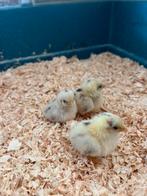 3 serema kuikens, Dieren en Toebehoren, Pluimvee, Geslacht onbekend, Kip