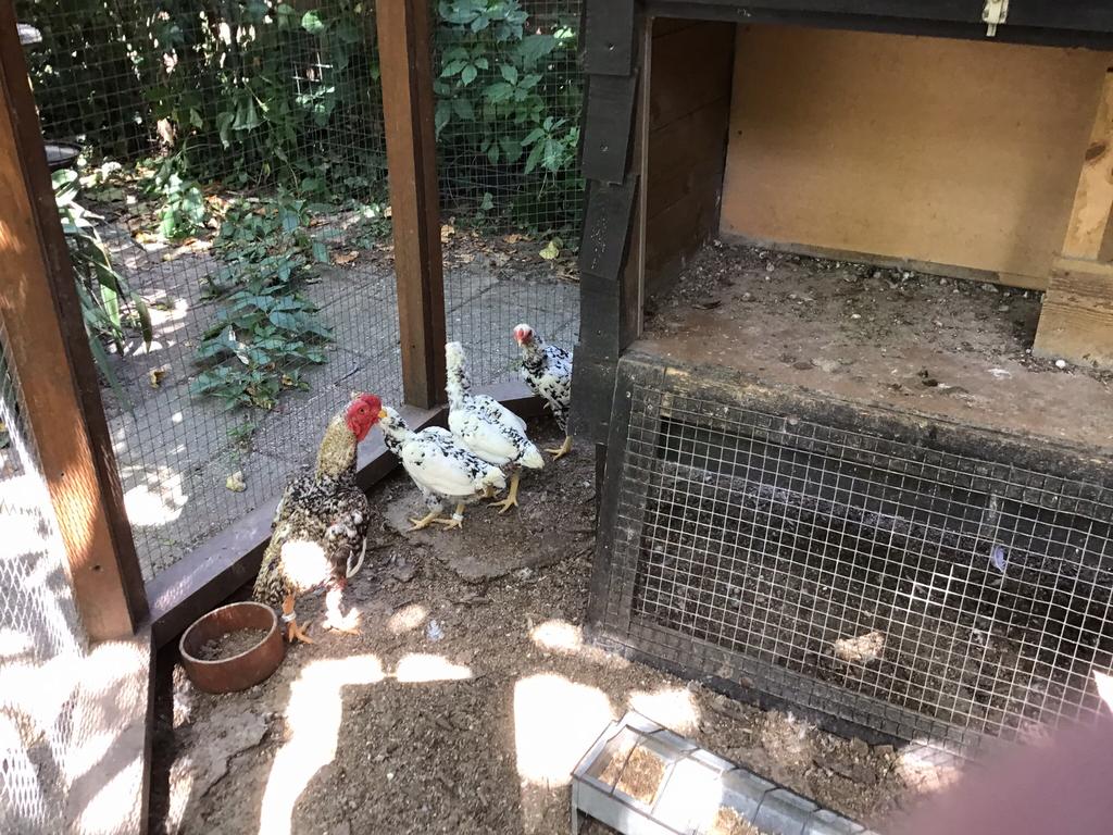 Broedeieren Ko shamo, Dieren en Toebehoren