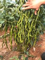 Verschillende soorten peperzaden en paprikazaden 10 stuks 1€, Tuin en Terras, Ophalen of Verzenden