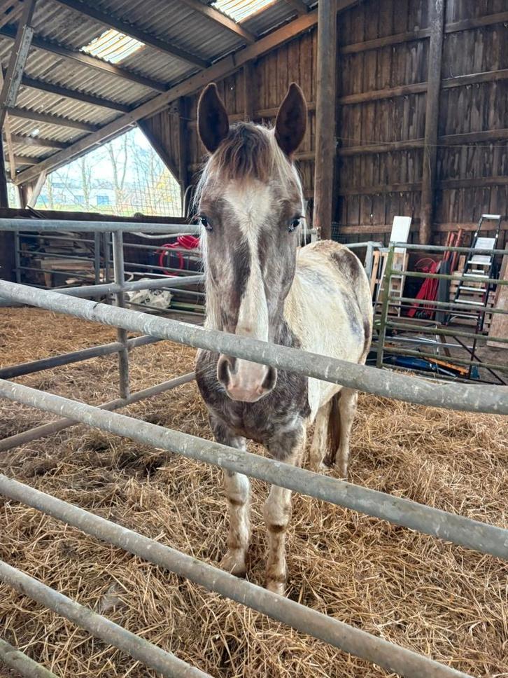 Hongre pie, Animaux & Accessoires, Chevaux, Hongre, Ne s'applique pas, Moins de 160 cm, 3 à 6 ans, Cheval de récréation, Avec pedigree