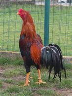 Soandese vechter, Dieren en Toebehoren, Pluimvee, Mannelijk, Kip