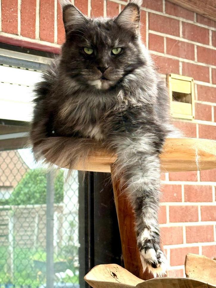 Maine Coon poes met stamboom! In optie tot volgende zondag!, Dieren en Toebehoren, Katten en Kittens | Raskatten | Langhaar, Poes