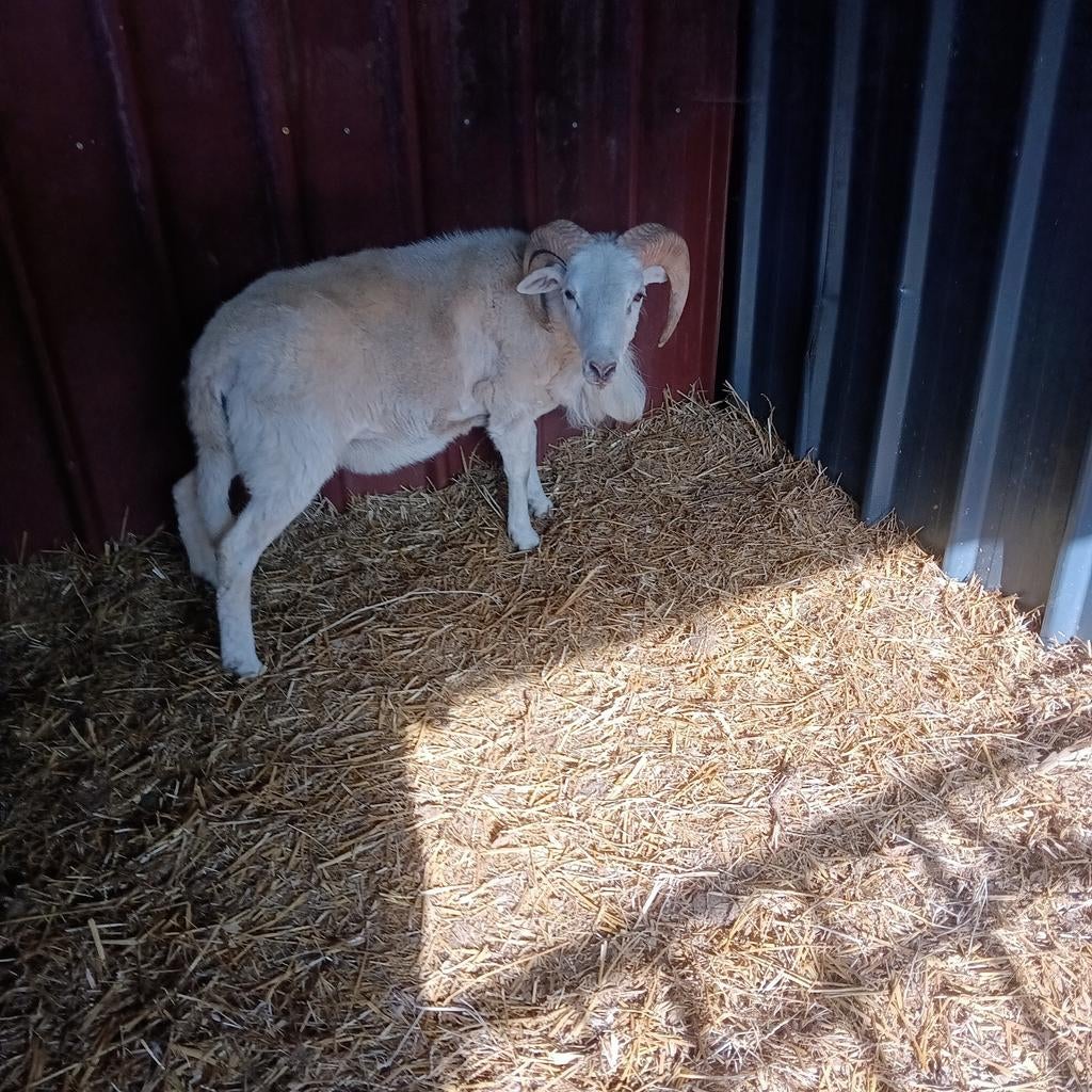 Wiltshire horn bok, Dieren en Toebehoren, Schapen, Geiten en Varkens