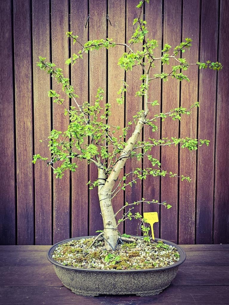 Mooie Meidoorn Yamadori bonsai met veel mogelijkheden, Enlèvement