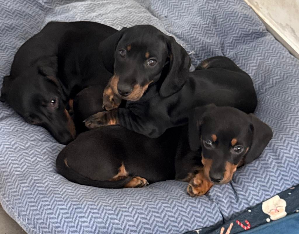 3 prachtige zwart-bruine dwergteckelpups klaar voor vertrek, Parvo, België, 8 tot 15 weken, Korthaar