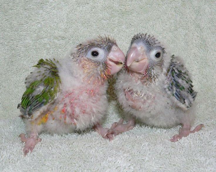 Conure molinae ananas eam