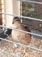 Prachtige kwartelhaan donkerbruin!!, Dieren en Toebehoren, Vogels | Duiven, Mannelijk, Overige soorten